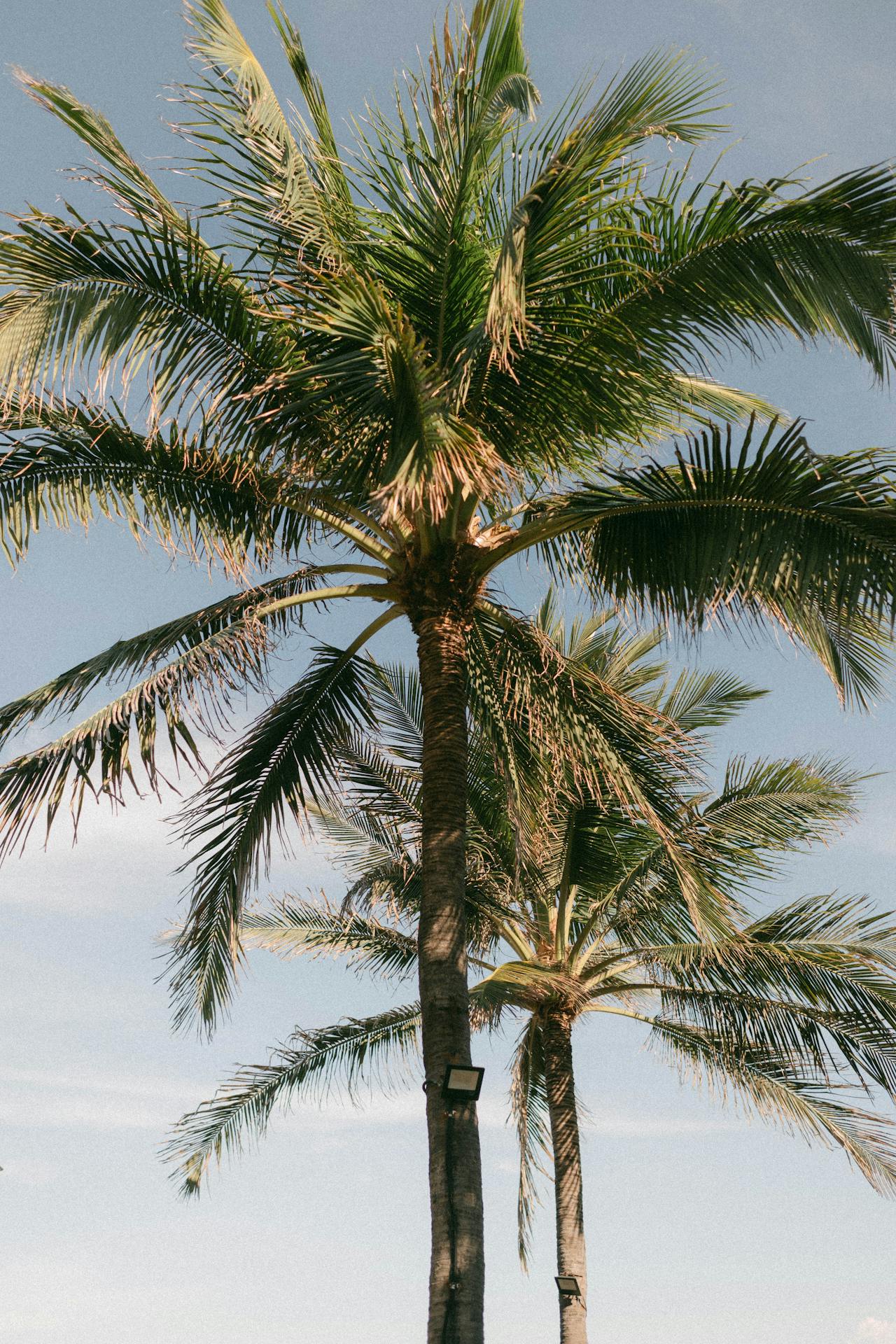 pexels-vang-l-c-260663890-32422985 (1)